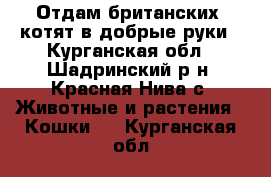 Отдам британских  котят в добрые руки - Курганская обл., Шадринский р-н, Красная Нива с. Животные и растения » Кошки   . Курганская обл.